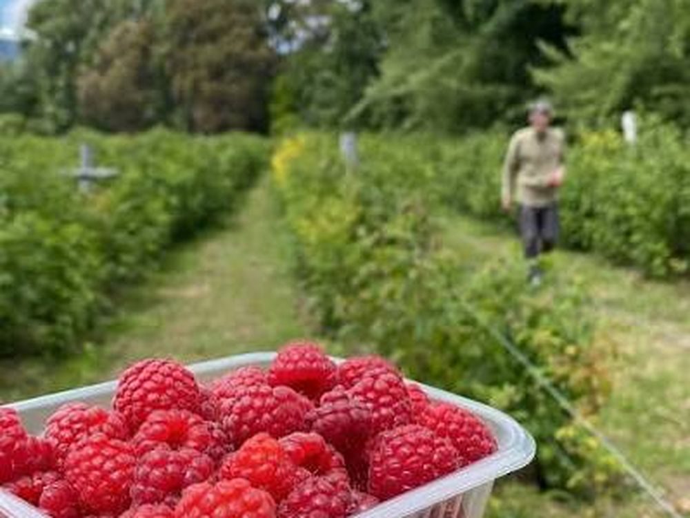 Chacras de frutos rojos